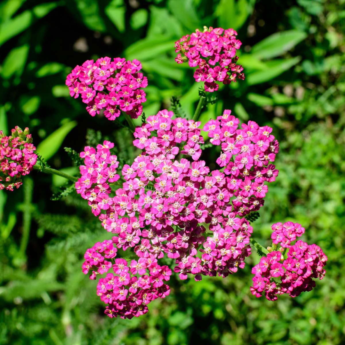 TN Nursery Review: America's Favorite Grower-Direct Plant Nursery (+ $5 Off Code)